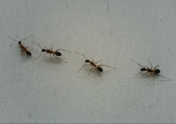 Bestrijding van mieren