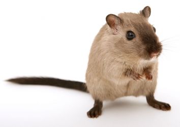 Bestrijding van ratten